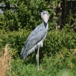 【画像】貴重ないきものがたくさん！　上野動物園をめいっぱい楽しむためのポイント5選 〜 画像1
