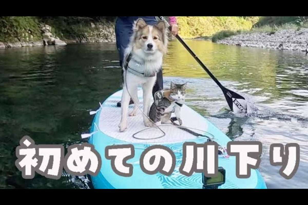 【無邪気なワンニャンが可愛過ぎる】犬2匹とSUPで川下り！　犬猫とのアウトドアライフに癒やされる