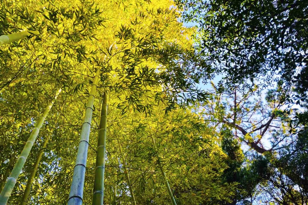 高砂緑地の竹林