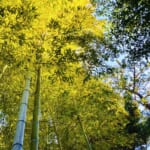 【画像】駅チカで三重塔が建つ旧別荘地の庭園を巡る、贅沢な大人の時間を嗜む茅ヶ崎「高砂緑地」散策 〜 画像1