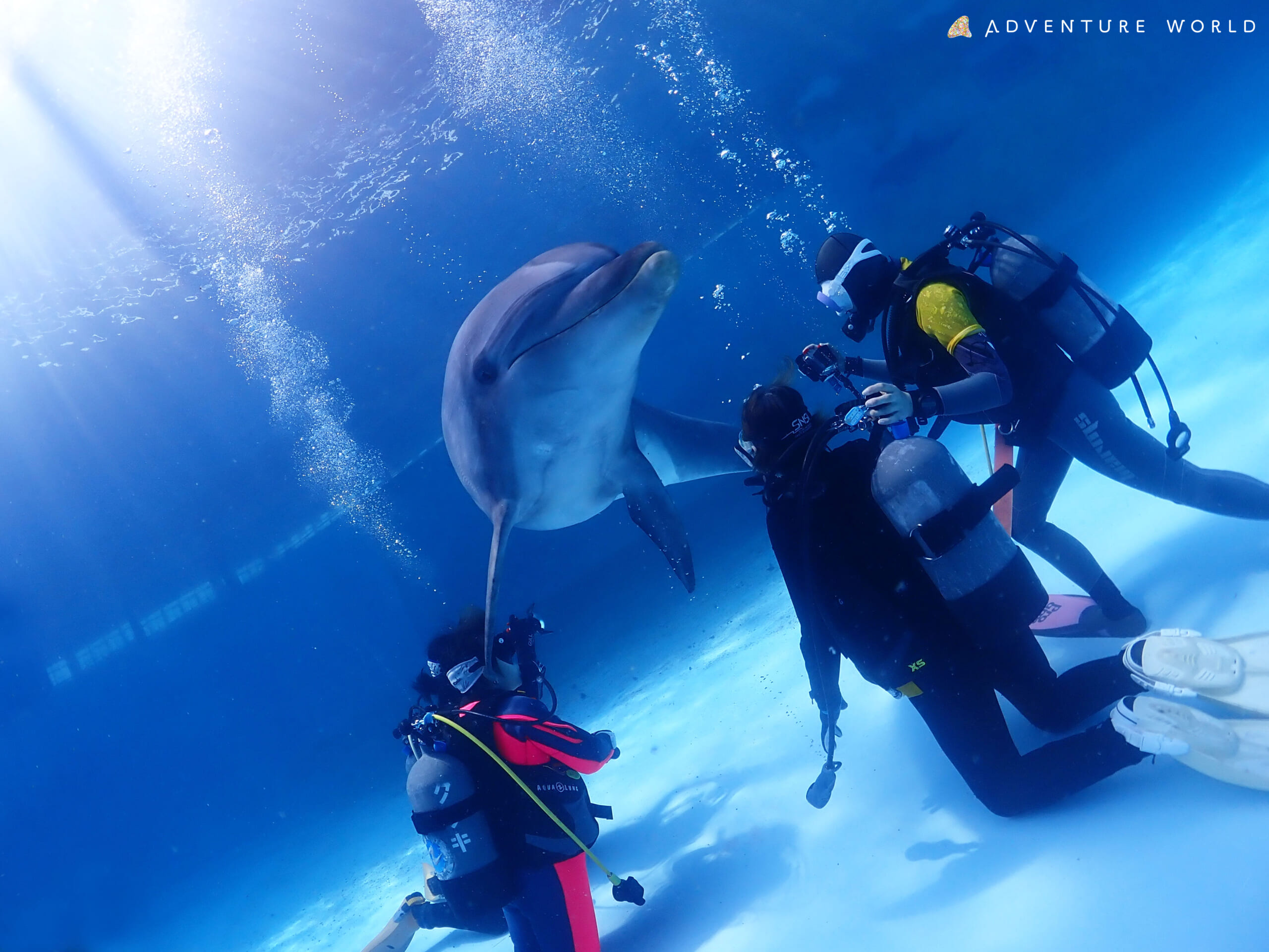間近に泳ぐイルカに感動！　「アドベンチャーワールド×ELMAR ダイビング with ドルフィン」で海の環境と生き物について学ぼう！【2024年5月～2025年2月】