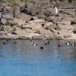 【画像】何種類くらいの野鳥を探せる？　「葛西臨海公園」で野鳥観察【関東エリア】 〜 画像1