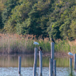 【画像】何種類くらいの野鳥を探せる？　「葛西臨海公園」で野鳥観察【関東エリア】 〜 画像1