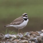 【画像】何種類くらいの野鳥を探せる？　「葛西臨海公園」で野鳥観察【関東エリア】 〜 画像1