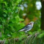 【画像】何種類くらいの野鳥を探せる？　「葛西臨海公園」で野鳥観察【関東エリア】 〜 画像1