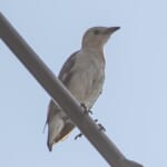 【画像】何種類くらいの野鳥を探せる？　「葛西臨海公園」で野鳥観察【関東エリア】 〜 画像1