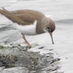 【画像】何種類くらいの野鳥を探せる？　「葛西臨海公園」で野鳥観察【関東エリア】 〜 画像1