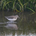 【画像】何種類くらいの野鳥を探せる？　「葛西臨海公園」で野鳥観察【関東エリア】 〜 画像1