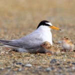 【画像】何種類くらいの野鳥を探せる？　「葛西臨海公園」で野鳥観察【関東エリア】 〜 画像1