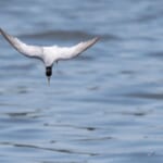 【画像】何種類くらいの野鳥を探せる？　「葛西臨海公園」で野鳥観察【関東エリア】 〜 画像1