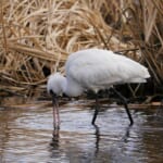 【画像】何種類くらいの野鳥を探せる？　「葛西臨海公園」で野鳥観察【関東エリア】 〜 画像1