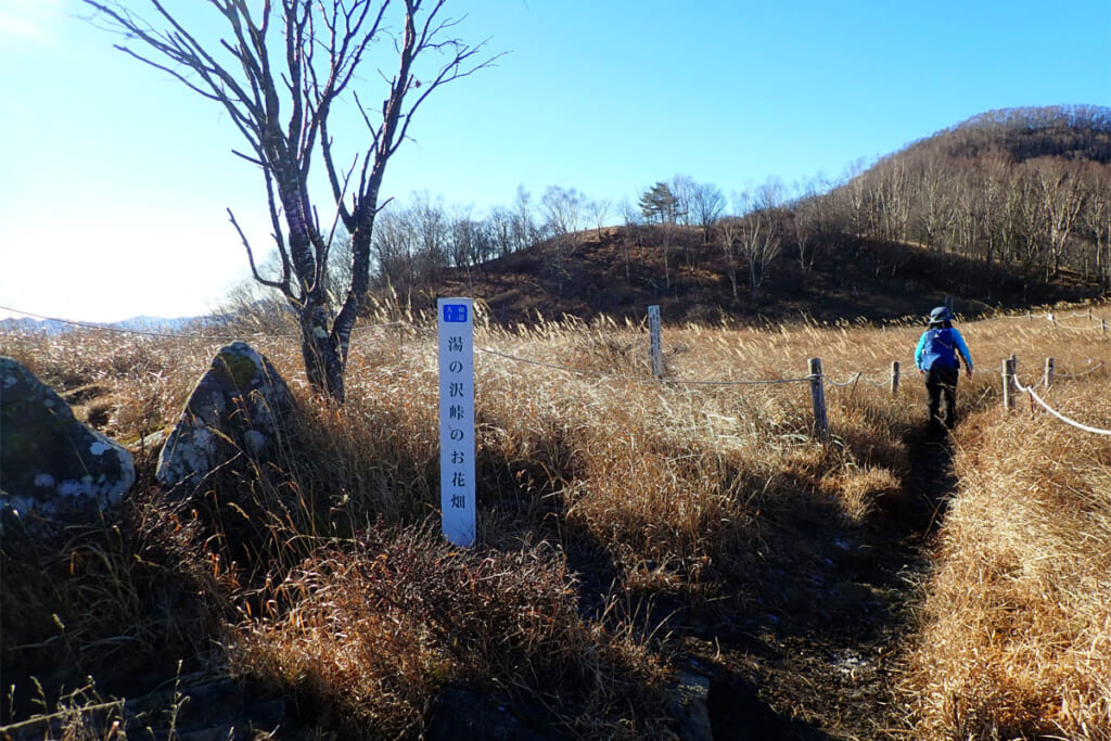 湯ノ沢峠のお花畑