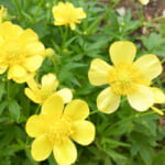 【画像】【秀麗富嶽十二景】お花畑広がる初心者向け三番山頂「大蔵高丸」、絶景富士見の山頂からスタンドシートさながらの景観美に酔いしれる 〜 画像1