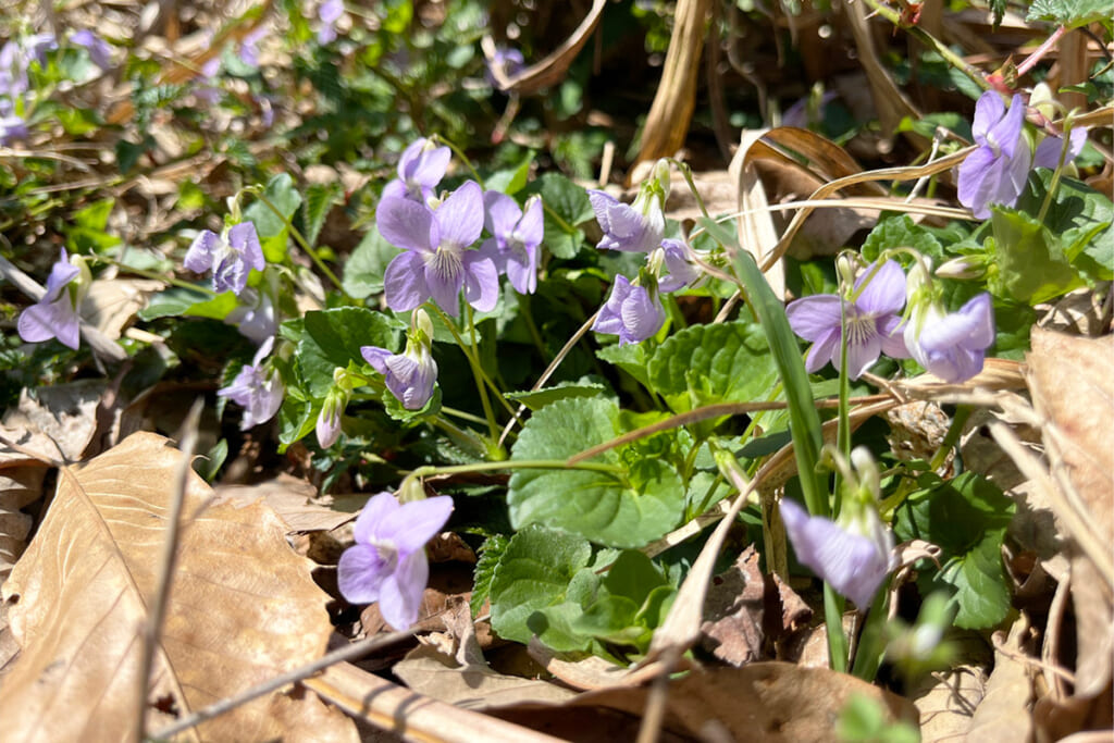薄紫の花を咲かせる薄紫のタチツボスミレ