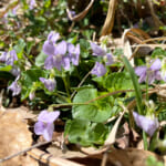 【画像】【秀麗富嶽十二景】お花畑広がる初心者向け三番山頂「大蔵高丸」、絶景富士見の山頂からスタンドシートさながらの景観美に酔いしれる 〜 画像1