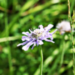 【画像】【秀麗富嶽十二景】お花畑広がる初心者向け三番山頂「大蔵高丸」、絶景富士見の山頂からスタンドシートさながらの景観美に酔いしれる 〜 画像1
