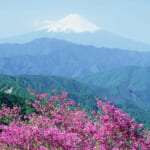【画像】【秀麗富嶽十二景】お花畑広がる初心者向け三番山頂「大蔵高丸」、絶景富士見の山頂からスタンドシートさながらの景観美に酔いしれる 〜 画像1