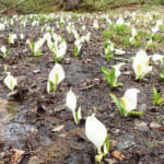 【画像】鳩待峠発から至仏山と巡る、春限定の残雪期ルートで行く白銀の至仏山登山と尾瀬ヶ原ハイク 〜 画像1