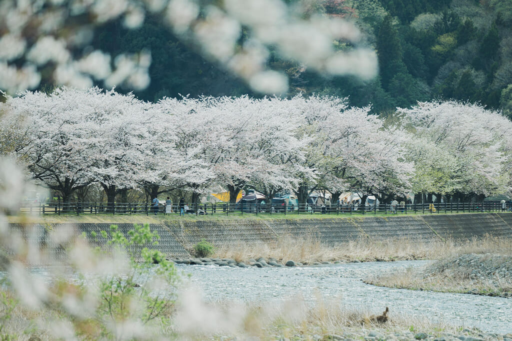 桜が咲き乱れる大芦川