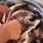 【画像】夕飯は釣った魚と熱燗なんて素敵!?　DIY軽トラ「ゆきかぜ」でまったり釣行＆車中泊がガチ過ぎる 〜 画像1