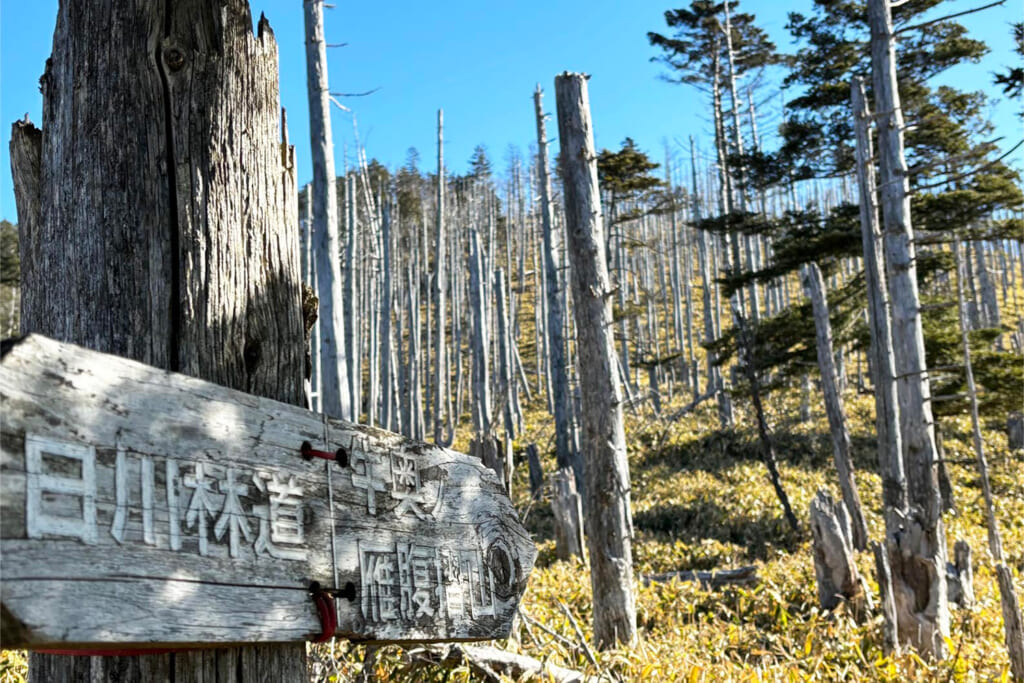 牛奥ノ雁ケ腹摺山の縞枯れ