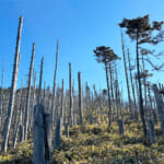 【画像】【秀麗富嶽十二景】二番山頂は唯一2000m超えの日本一長い山名で人気の頂から富士を望む牛奥ノ雁ヶ腹摺山 〜 画像1