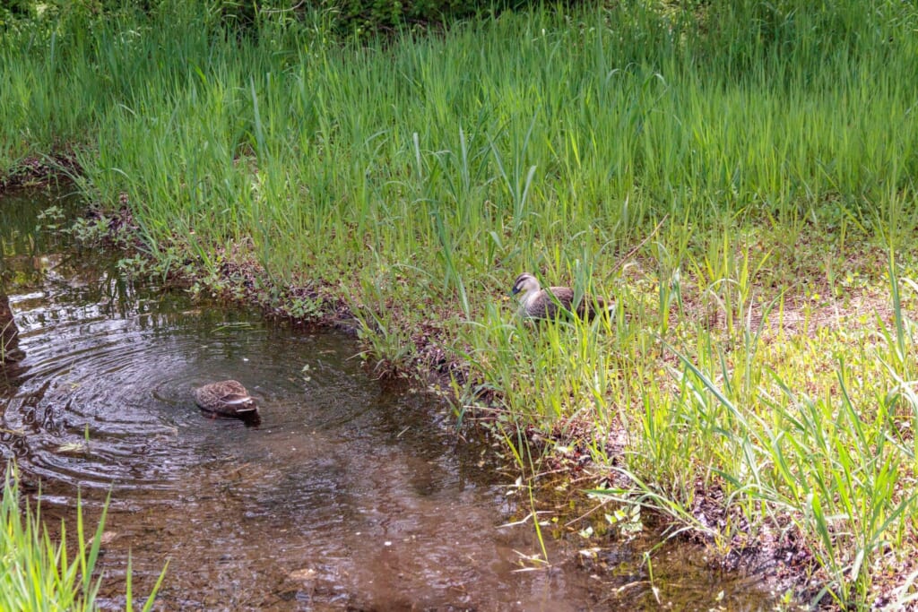 カルガモが泳ぐ矢川緑地の湿地