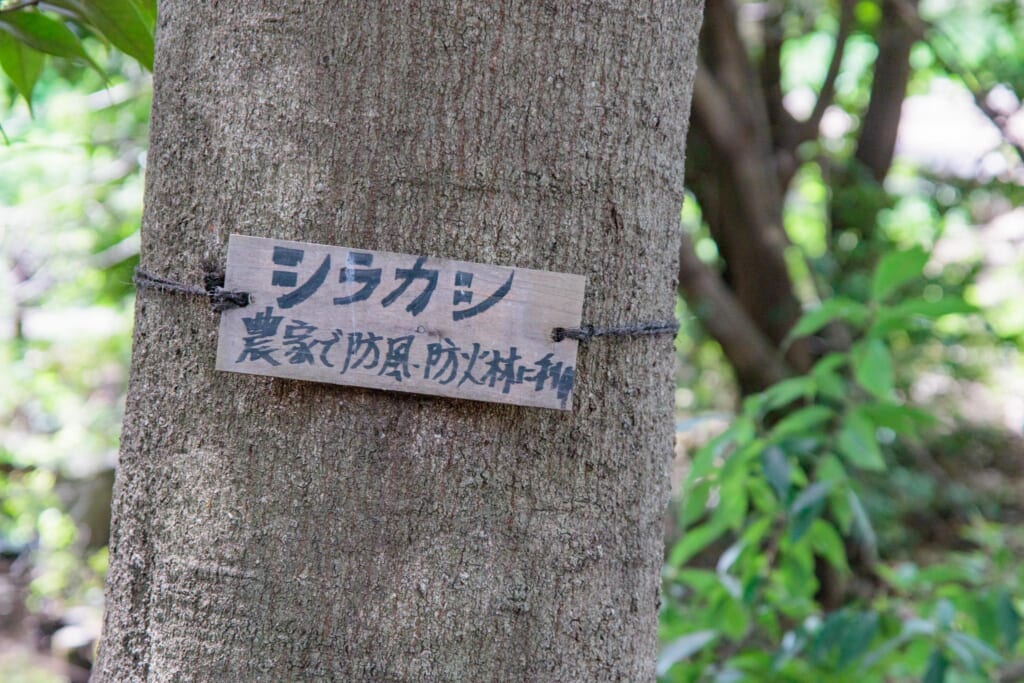 シラカシの木にかかった名札