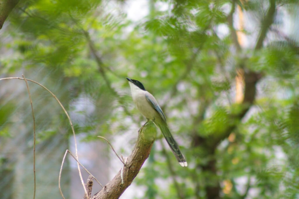 木に止まり餌を探すオナガ