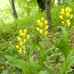 【画像】もはや超希少な存在！　公園などで見られる東京の絶滅危惧植物 5選【関東エリア】 〜 画像1