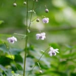 【画像】もはや超希少な存在！　公園などで見られる東京の絶滅危惧植物 5選【関東エリア】 〜 画像1