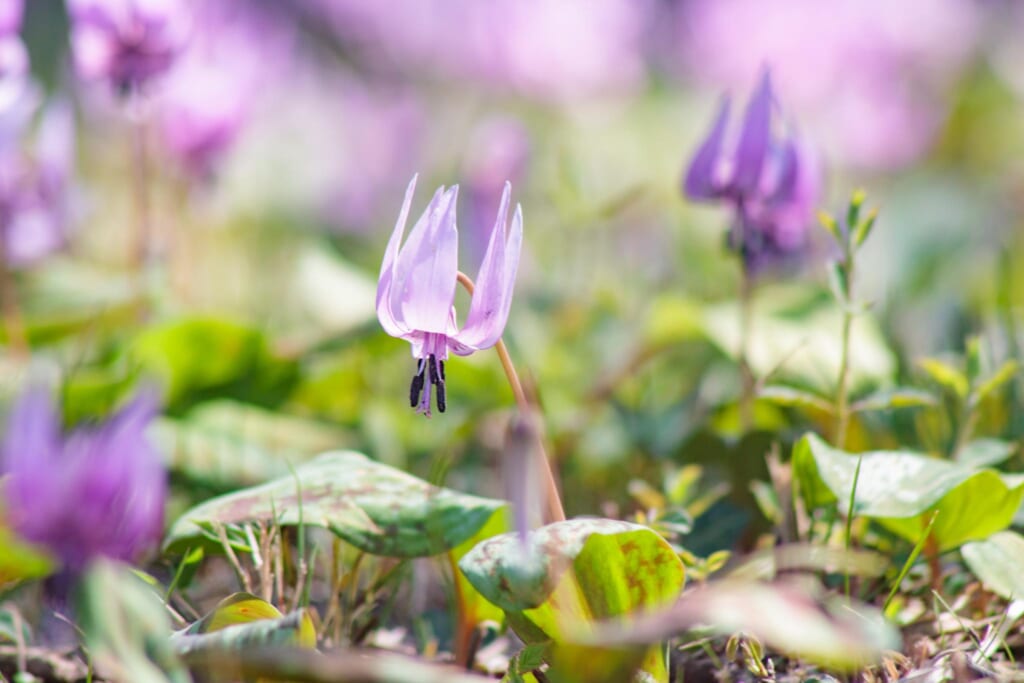 スプリングエフェメラルの一つでもあるカタクリの花