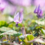 【画像】もはや超希少な存在！　公園などで見られる東京の絶滅危惧植物 5選【関東エリア】 〜 画像1