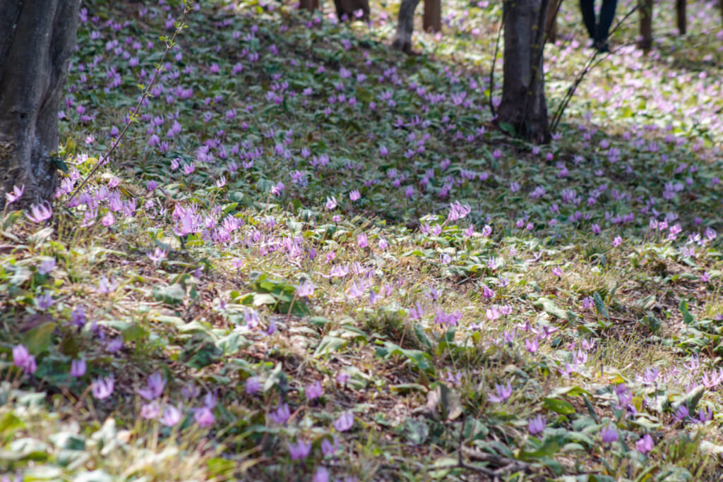 カタクリの花面に咲くさやま花多来里の郷