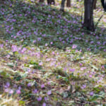 【画像】もはや超希少な存在！　公園などで見られる東京の絶滅危惧植物 5選【関東エリア】 〜 画像1