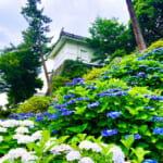 【画像】ライトアップで幻想的な花巡り！「小田原城あじさい花菖蒲まつり」で贅沢な花三昧 〜 画像1