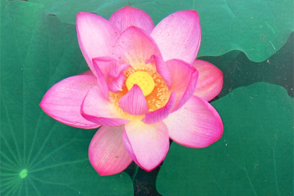 花菖蒲の花びら