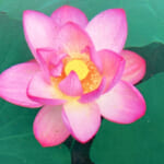 【画像】ライトアップで幻想的な花巡り！「小田原城あじさい花菖蒲まつり」で贅沢な花三昧 〜 画像1