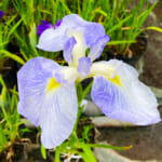【画像】ライトアップで幻想的な花巡り！「小田原城あじさい花菖蒲まつり」で贅沢な花三昧 〜 画像1