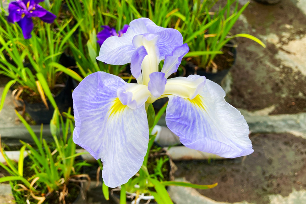 花菖蒲の花びら