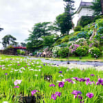 小田原城のあじさい花菖蒲まつり