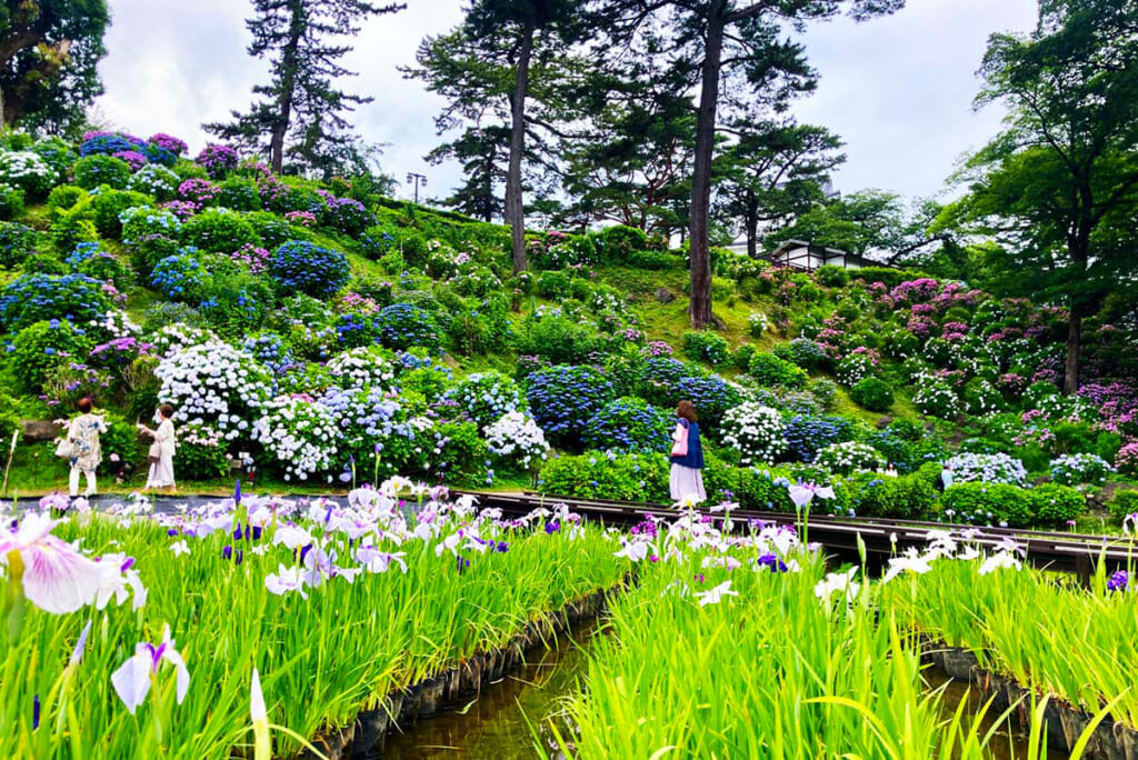 小田原城のあじさい花菖蒲まつり