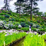 【画像】ライトアップで幻想的な花巡り！「小田原城あじさい花菖蒲まつり」で贅沢な花三昧 〜 画像1