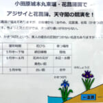 【画像】ライトアップで幻想的な花巡り！「小田原城あじさい花菖蒲まつり」で贅沢な花三昧 〜 画像1