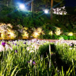 【画像】ライトアップで幻想的な花巡り！「小田原城あじさい花菖蒲まつり」で贅沢な花三昧 〜 画像1