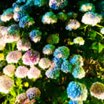 【画像】ライトアップで幻想的な花巡り！「小田原城あじさい花菖蒲まつり」で贅沢な花三昧 〜 画像1