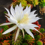 月下美人の花