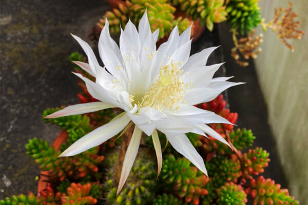 月下美人の花