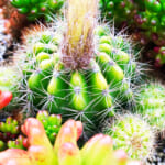 【画像】サボテンに教わる花を育てる辛抱！   100円ショップで買った「サボテンの花」がついに咲いた 〜 画像1