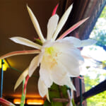 【画像】サボテンに教わる花を育てる辛抱！   100円ショップで買った「サボテンの花」がついに咲いた 〜 画像1